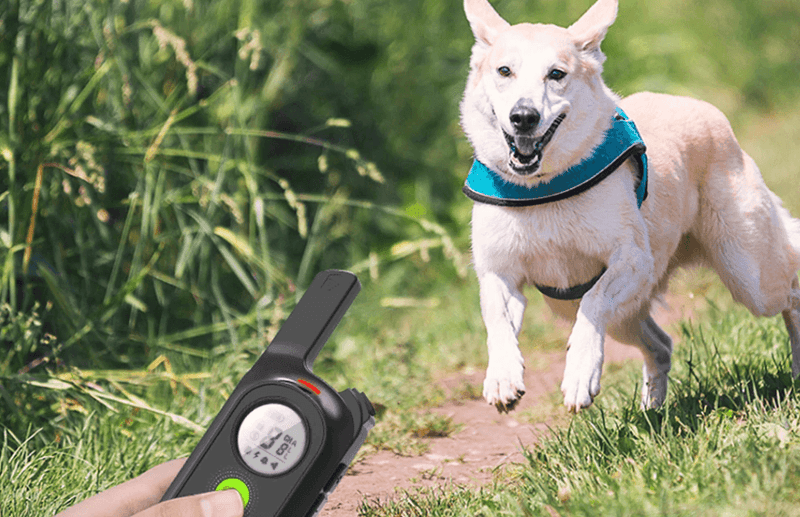 Coleira Anti Latido E Adestramento - Bark Off - mundomiauauau