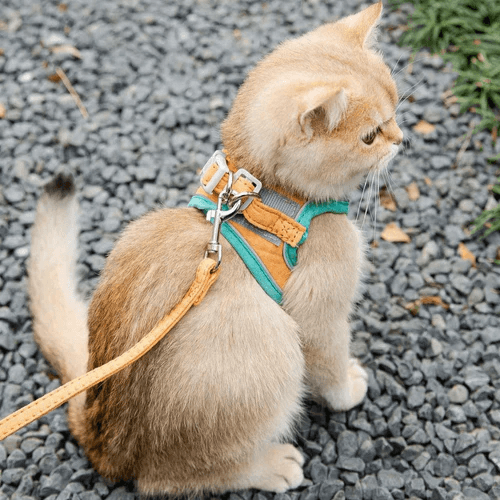 coleira para gato, guia para gatos, coleira anti-fuga, mundomiauauau, miauauau